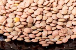 L-4076 Masoor Dal Seed