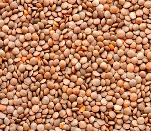 L-4147 Masoor Dal Seed