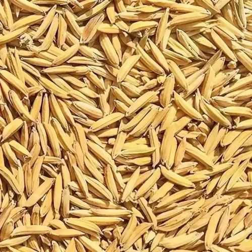 Natural Brown Sarju 52 Paddy Seed