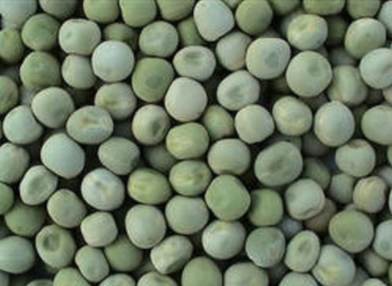 Natural Kashi Uday Green Pea Seed