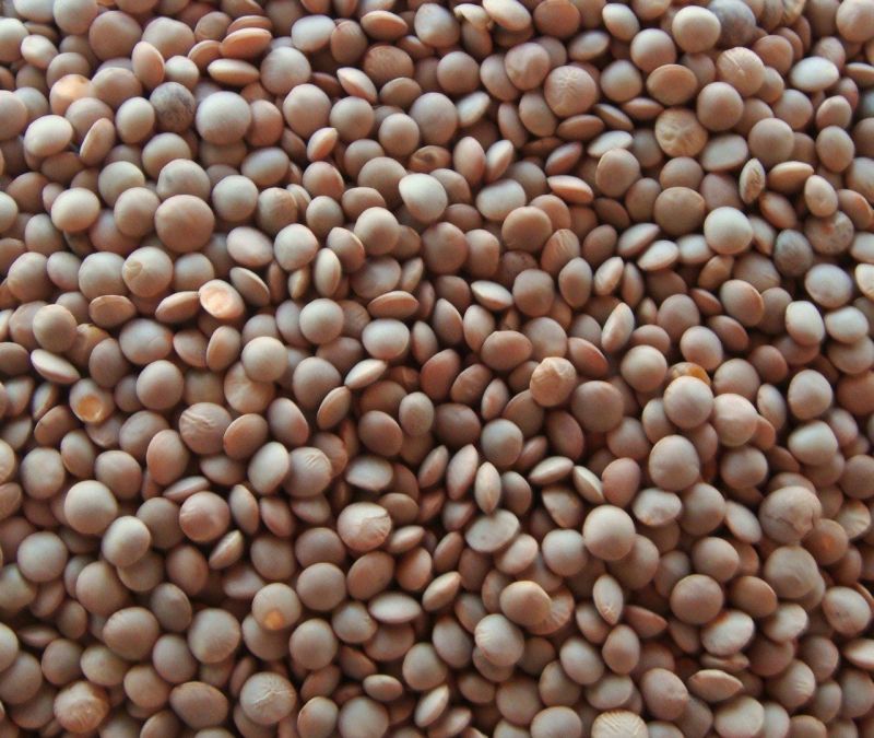 PL-8  Masoor Dal Seed