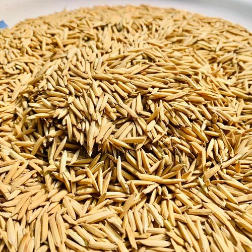 Pusa Basmati 1121 Paddy Seed