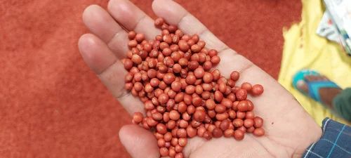 UPAS 120 Pigeon Pea Seed