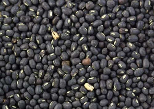 VBN-8 Urad Dal Seed