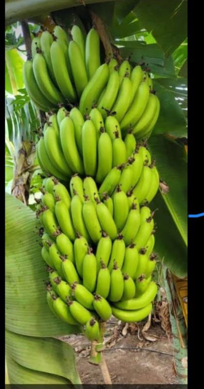 Fresh Green Banana