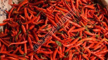 Byadgi Red Chilli