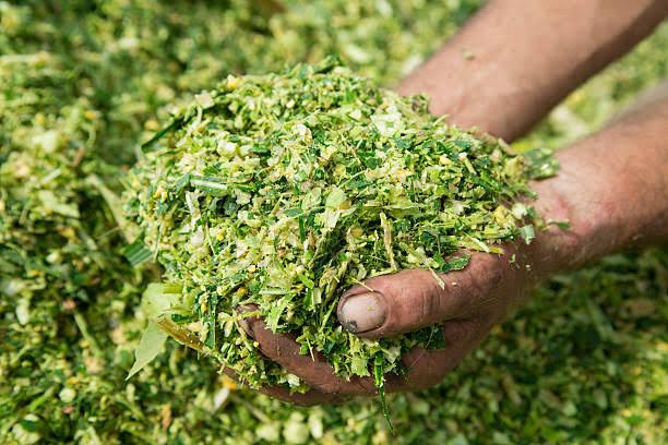 Green Corn Silage