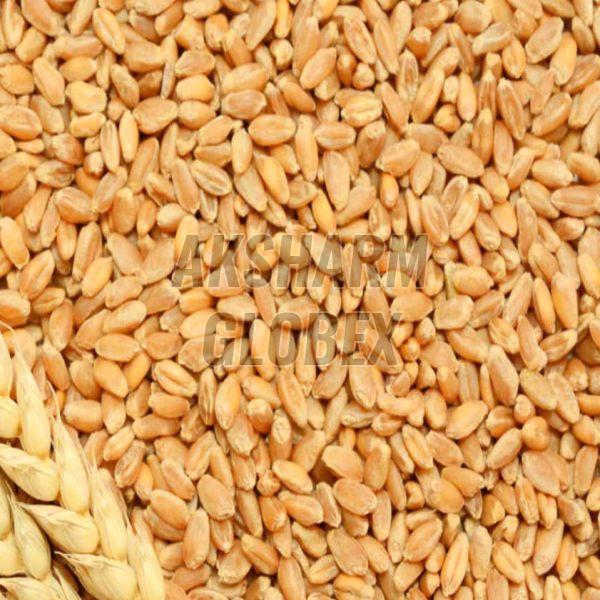 Wheat Seeds