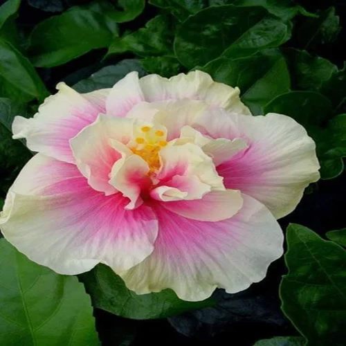 American Hibiscus Plants