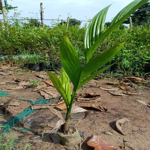 Dwarf Arecanut Plants