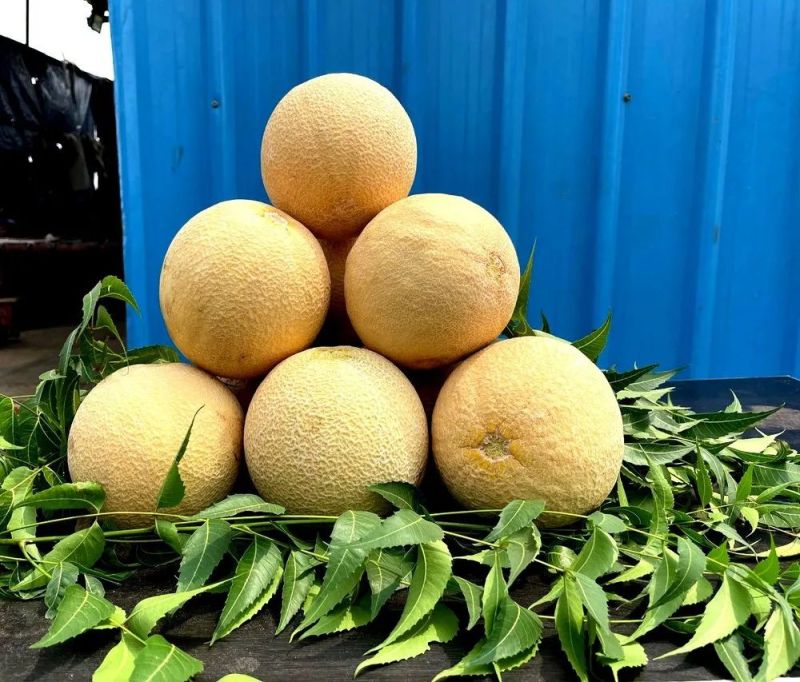 A Grade Kundan Muskmelon