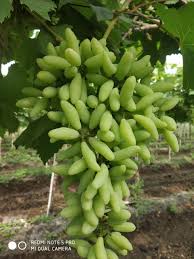 A Grade SSN Green Grapes