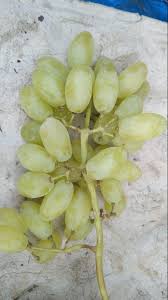 C Grade Anushka Green Grapes