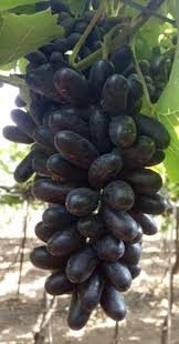 Organic SSN Black Grapes