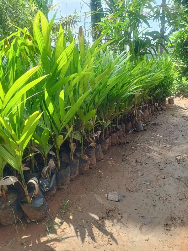 Areca Nut Plant