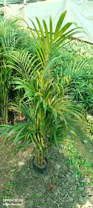 Areca Palm Plant