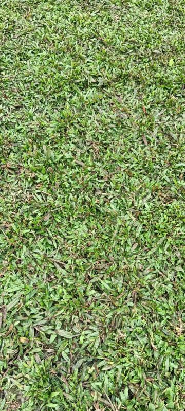 Green Buffalo Grass