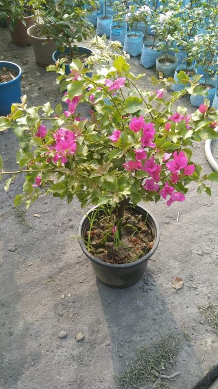 Bougainvillea Plant