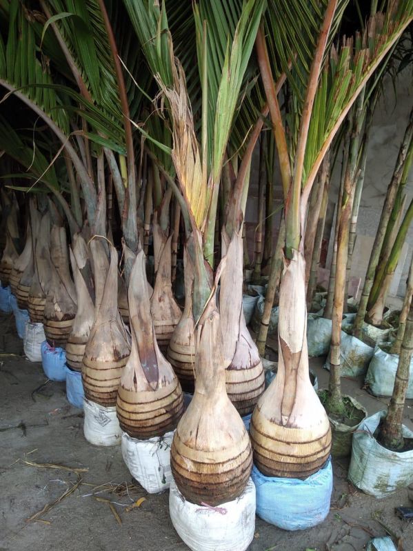 Champion Palm Plant