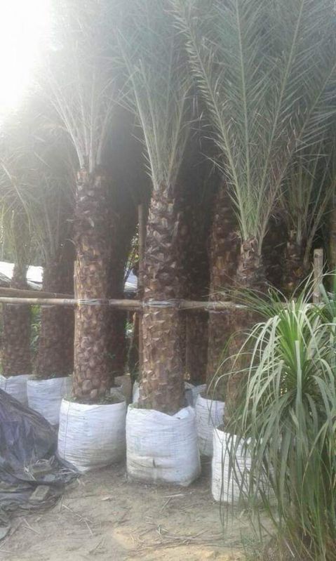 Date Palm Tree