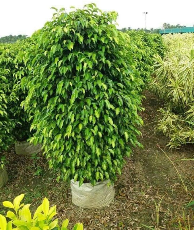 Ficus Benjamina Plant