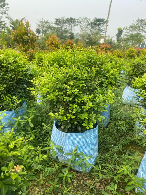 Green Kamini Plant