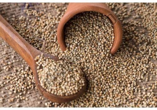 Pearl Millet Seeds