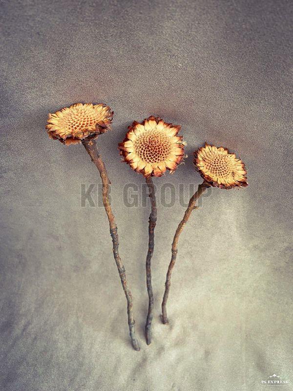 Protea_Compacta2__27750