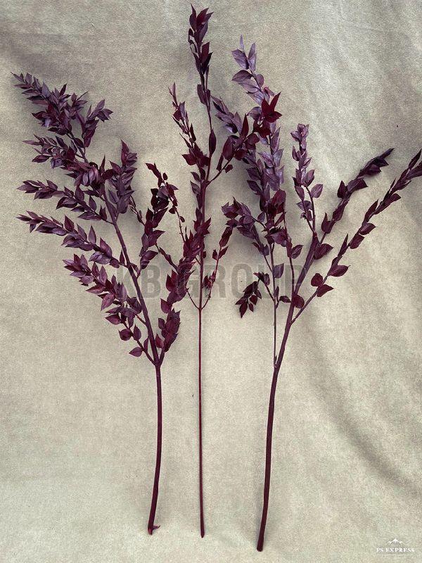 Red_Ruscus2__64352