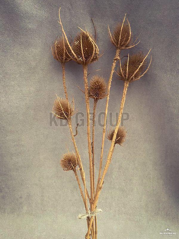 Thistle_-_Caramel2__52235