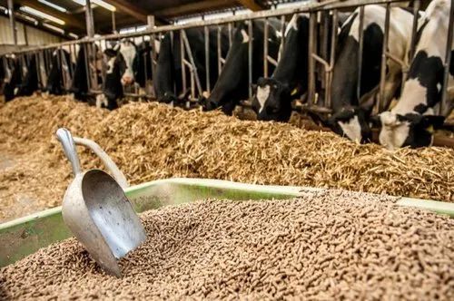 Animal Cattle Feed