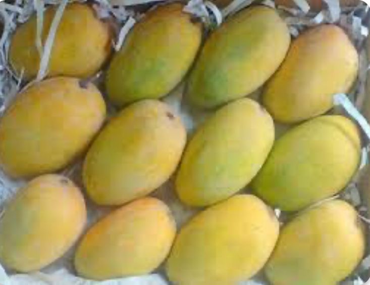 Kesar Mango