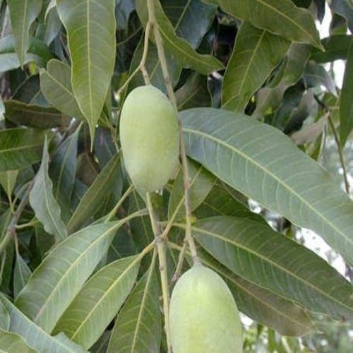 Fresh Himsagar Mango