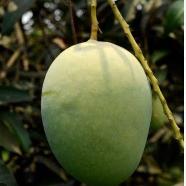 Fresh Lakkhan Bhog Mango
