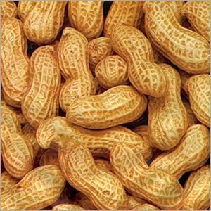 Groundnut Shell