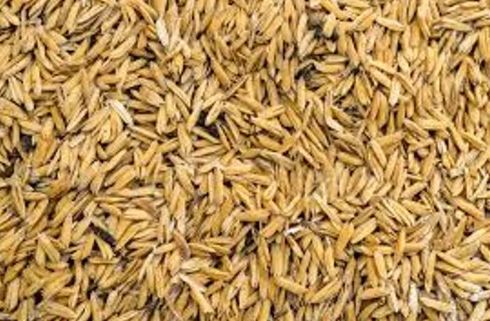 Paddy Rice Husk