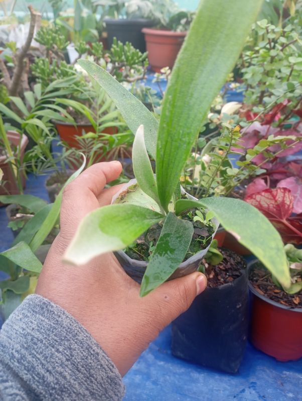 Stag Horns Plant