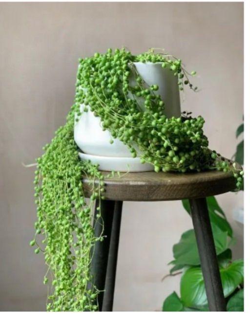 String Of Pearls Plant