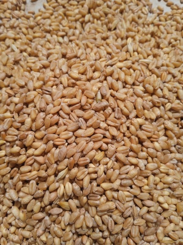 Wheat Grain