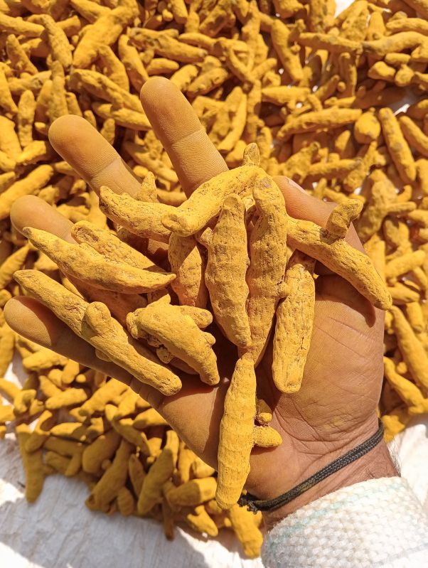 Curcuma Longa Turmeric Finger