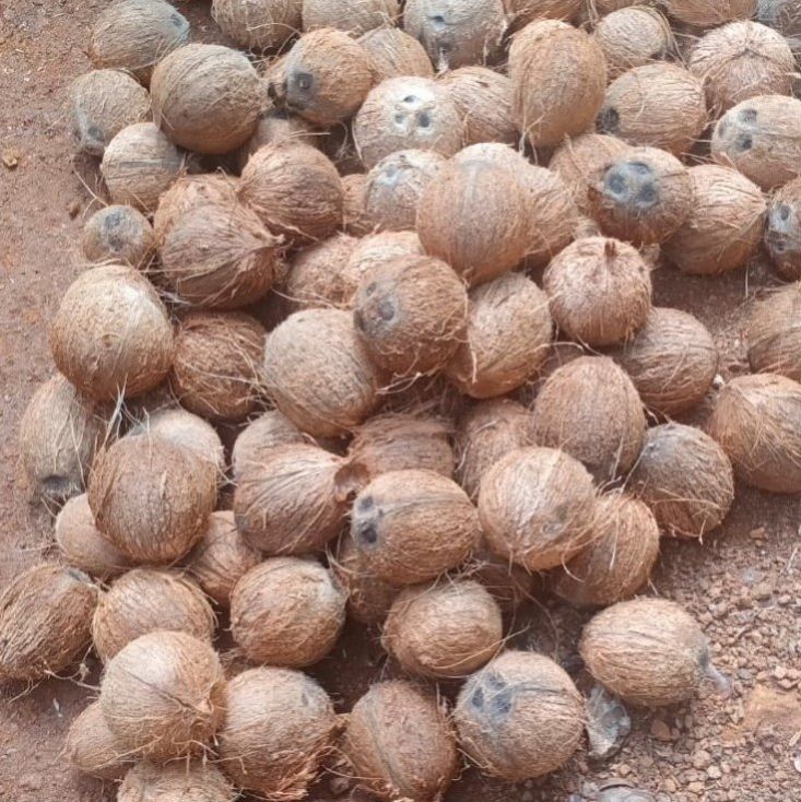 Dehusked Coconut