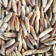 Dried Dates Seeds