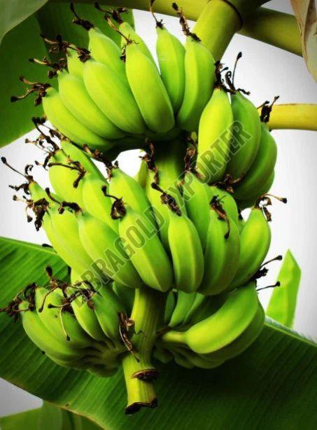 Fresh William Banana