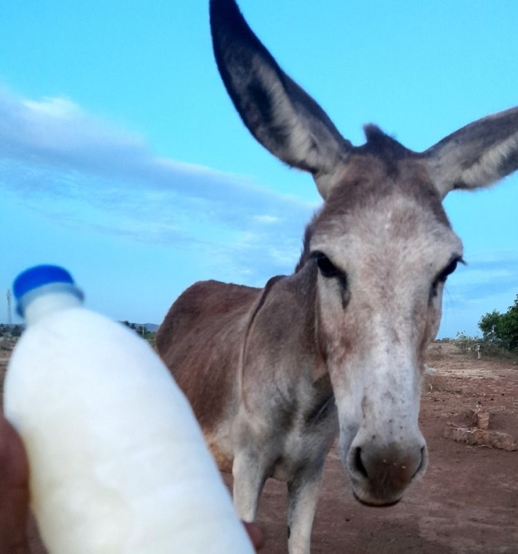 Fresh Donkey Milk
