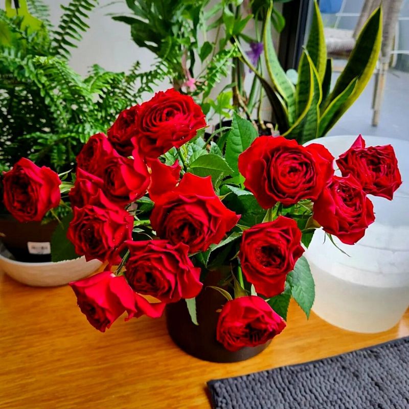Fresh Rose Flower