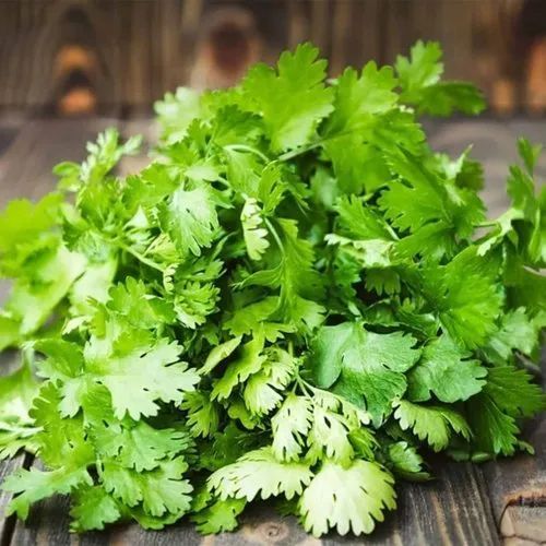 Fresh Coriander Leaves