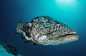 Live Potato Fish
