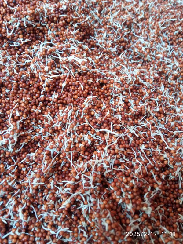 Indian Sprouted Ragi Malt