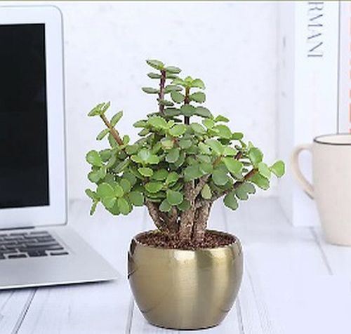 Table Top Metal Planter