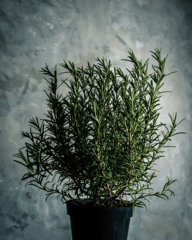 Fresh Rosemary